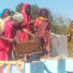सफलता की कहानी : मधुमक्खी पालन से स्व-सहायता समूह की आय में वृद्धि