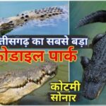 मगरमच्छ संरक्षण से बदली कोटमीसोनार की तस्वीर: पर्यटन और रोजगार को मिला बढ़ावा