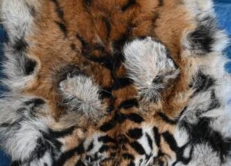 वन विभाग की बड़ी कार्रवाई: बाघ और तेंदुए के शिकार में शामिल डिप्टी रेंजर सहित 9 आरोपी गिरफ्तार