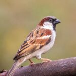 विश्व गौरैया दिवस पर वेबीनार आयोजित, संरक्षण के लिए जागरूकता पर जोर