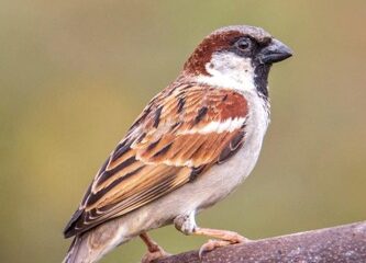 विश्व गौरैया दिवस पर वेबीनार आयोजित, संरक्षण के लिए जागरूकता पर जोर