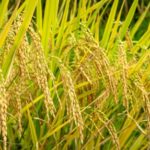 आइसार्क में धान नीतियों पर उच्च स्तरीय नीति संवाद का होने जा रहा आयोजन