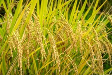 आइसार्क में धान नीतियों पर उच्च स्तरीय नीति संवाद का होने जा रहा आयोजन