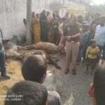 तेज रफ्तार बोलेरो का कहर,युवक गंभीर घायल, एक गाय व एक बैल की मौत