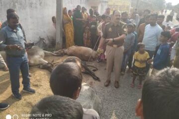 तेज रफ्तार बोलेरो का कहर,युवक गंभीर घायल, एक गाय व एक बैल की मौत