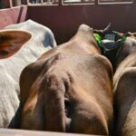 झारखंड बॉर्डर पर दुधारू पशुओं की आवाजाही से बढ़ी चिंता, निगरानी पर उठे सवाल