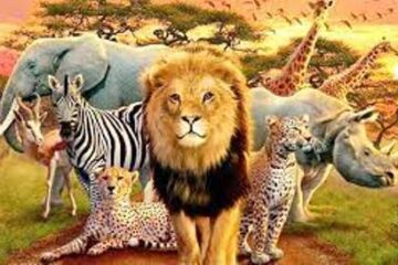 जैव विविधता की रक्षा या विकास की अंधी दौड़…