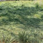 बेमौसमी बरसात से किसानों की बढ़ी चिंता, फसलें जमींदोज