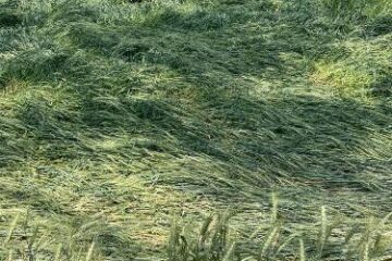 बेमौसमी बरसात से किसानों की बढ़ी चिंता, फसलें जमींदोज