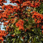 अमवा मजर गईले महुआ कोचाई: होली की आहट से प्रकृति भी हो जाती हैं सराबोर