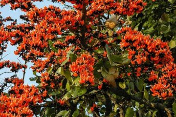 अमवा मजर गईले महुआ कोचाई: होली की आहट से प्रकृति भी हो जाती हैं सराबोर