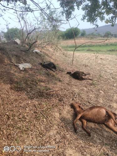 आकाशीय बिजली गिरने से दो वृद्ध महिलाएं झुलसीं, 10 बकरियों की मौत